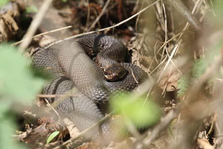 A KERESZTES VIPERA VÉDELMI PROGRAM 2016-OS EREDMÉNYEI Babocsay Gergely, Halpern Bálint, Krecsák László, Somlai Tibor A PROGRAM ÁLTALÁNOS CÉLJAI a keresztes vipera hazai elterjedésének feltérképezése,