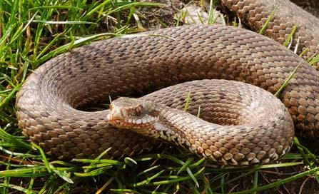 bele a keresztes vipera hazai állományainak felmérésébe.