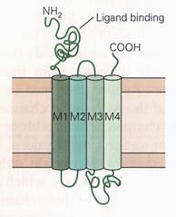 Glutamát receptor