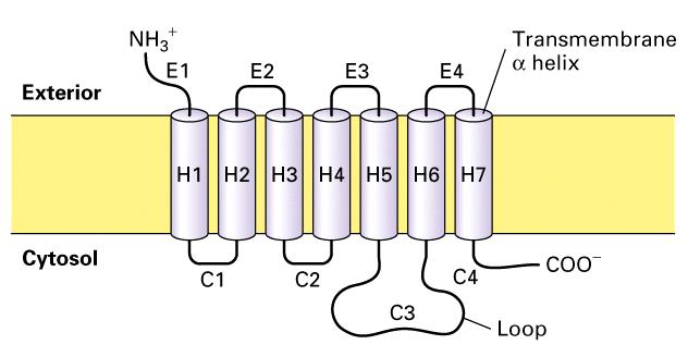 G protein-kapcsolt