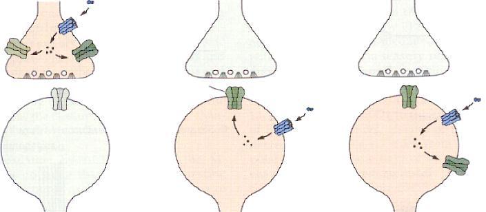 Metabotróp receptor moduláció 52.