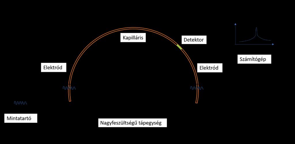 komponenseinél kisebb mozgékonyságú ill. a minta komponenseinél nagyobb mozgékonyságú elektrolit közé injektáljuk. 2.