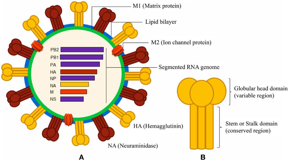 Influenza vírus A Szerkezet PB1, PB2, PA: replikációban szerepet játszó vírus polimerázok HA: felszíni glikoprotein fehérje: receptor felismerés, kapcsolódás (sejtfelszíni glikoproteinek sziálsav