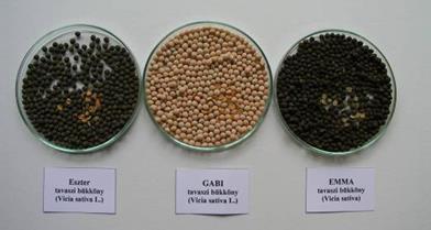Potenciális magtermése 3-3,5 t/ha, zab támasztónövénnyel vetve 2 t/ha.