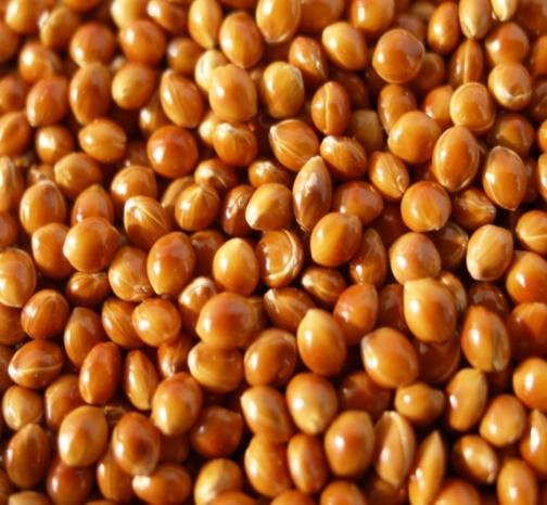 Gazdasági értéke: Ezerszemtömege 6,0-7,0 g. Rozsda és üszög betegségre ellenálló.