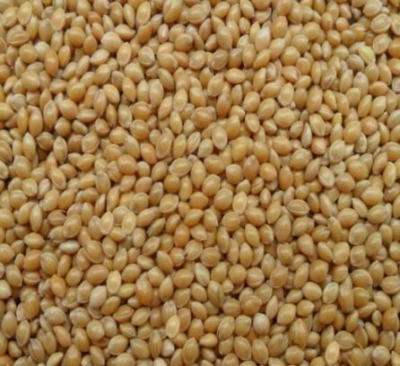 Köles - Biserka Botanikai jellemzői: Vastag szárú, 90-120 cm magas kölesfajta. Laza, zászlós, közepesen meghajló a bugája.