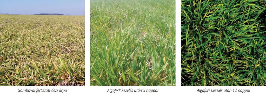 Algafix