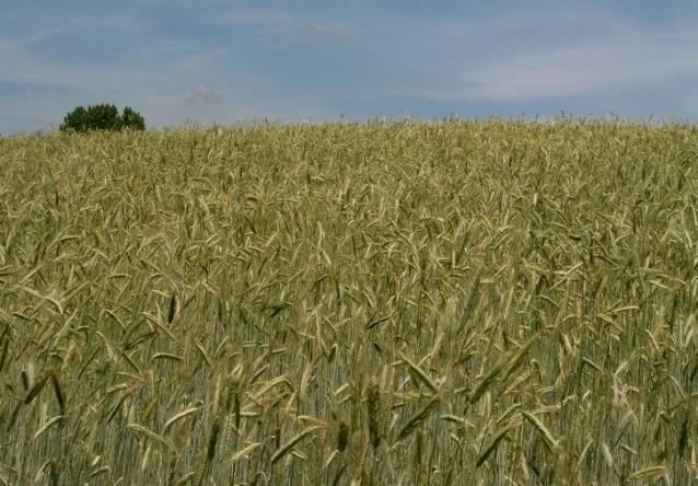 Rozs - Varda Botanikai jellemzői: Korábbi neve: Kisvárdai-1. 130-150 cm magas, megdőlésre kevésbé hajlamos fajta. Kalászain ablakosság nem jellemző, ezermagtömege 30-35 g.
