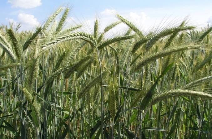 Triticale - Szabolcs Botanikai jellemzői: Kiemelkedően jó alkalmazkodó képességű, a standardoknál 2 nappal korábban érő fajta. Állóképessége közepes, télállósága kiváló.