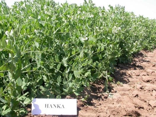 Szárazborsó -Hanka Középérésű, sárgamagvú étkezési szárazborsó-fajta (honosított). Középmagas, jó állóképességű.