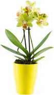 színekben 2 399Ft  fényigényes ALOE VERA* Növény mérete