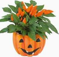15 cm Cserép átmérője: 9 cm 799Ft 1 db KORALLVIRÁG HALLOWEEN KASPÓBAN Növény mérete cseréppel együtt: 20 cm Növény  16 cm Cserép
