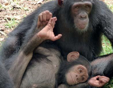 fejezet Első Közép-Afrikában, egy dúsan zöldellő kameruni erdő mélyén egy csimpánzkölyök ringatózott anyja karjaiban.