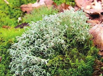 Erdei rénzuzmó (Cladonia