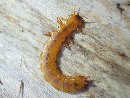 cincérek (Rosalia alpina) 