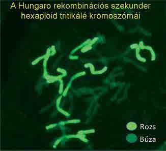 ábra), amely áttörést jelentett nemcsak a humán felhasználás területén, de újabban a szilázs előállításban is. Az 1. képen a Hungaro triticale kromoszómái láthatók.