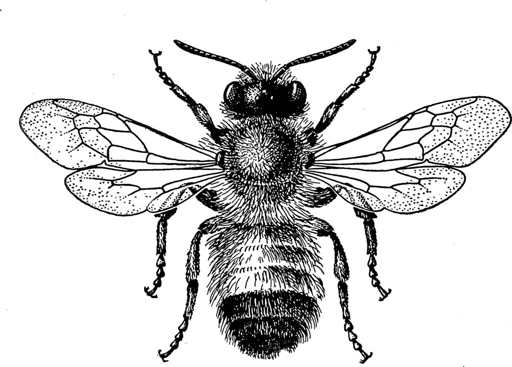 XIII. MEGACHILIDAE - MŰVÉSZMÉHEK 12 19 Nem tárgyalt faj a tengerparti mediterrán pyrenaica Lep. Elofordulása hazánkban alig várható. 1 (8) N ő s t é n y e k. 3. csápízük másfélszer hosszabb, mint a 4.