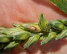 Nagy terméspotenciálú búzák utolsó kezelésére a Green Start ajánljuk. Ennek oka, hogy az azol mellett trifloxistrobint tartalmaz, ami juvenizáló, zöldítő hatású a búzára.