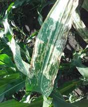 Élettanilag a kukoricának is szüksége van bórra és foszforra az optimális termés kö téshez.