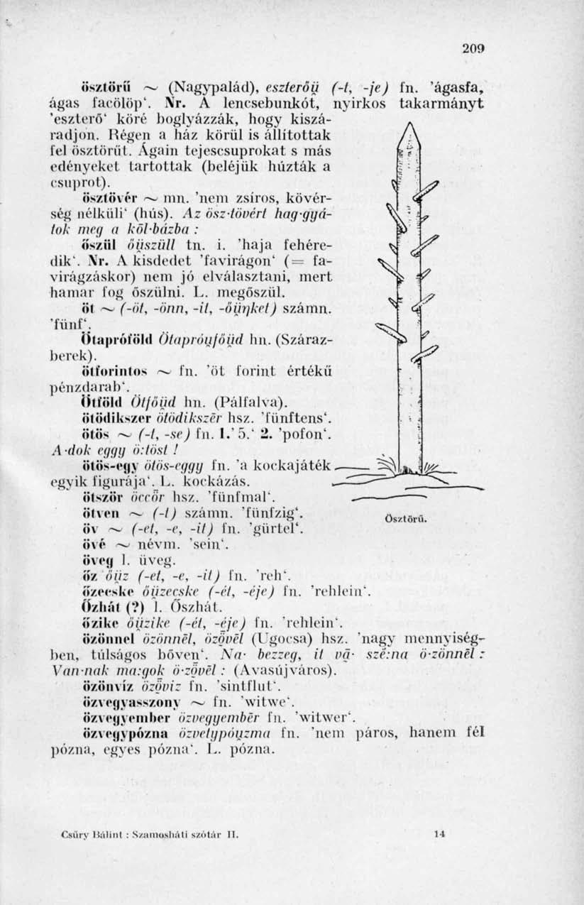 209 ösztöríi ~ (Nagypalád), eszlerőü (-{, -je) ágas facölöp*. \'r. A lencsebunkót, nyirkos 'eszterő' köré boglyázzák, hogy kiszáradjon. Régen a ház körül is állítottak fel öszlörüt.