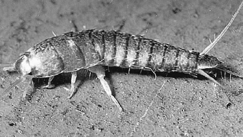 10 mm nagy, a pattanókhoz hasonló csoport, de a mandibula 2 bütyökkel ízesül a fejtokhoz (=Dicondyla) az orsó alakú testnél a prothorax kb.