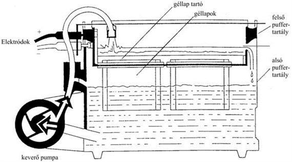 7. Elválasztástechnika Az izoenzimeket elektroforézis után in situ enzimspecifikus festéssel tesszük láthatóvá. A dehidrogenázokat a gélek tetrazolium sóban történő inkubálása után tudjuk lokalizálni.