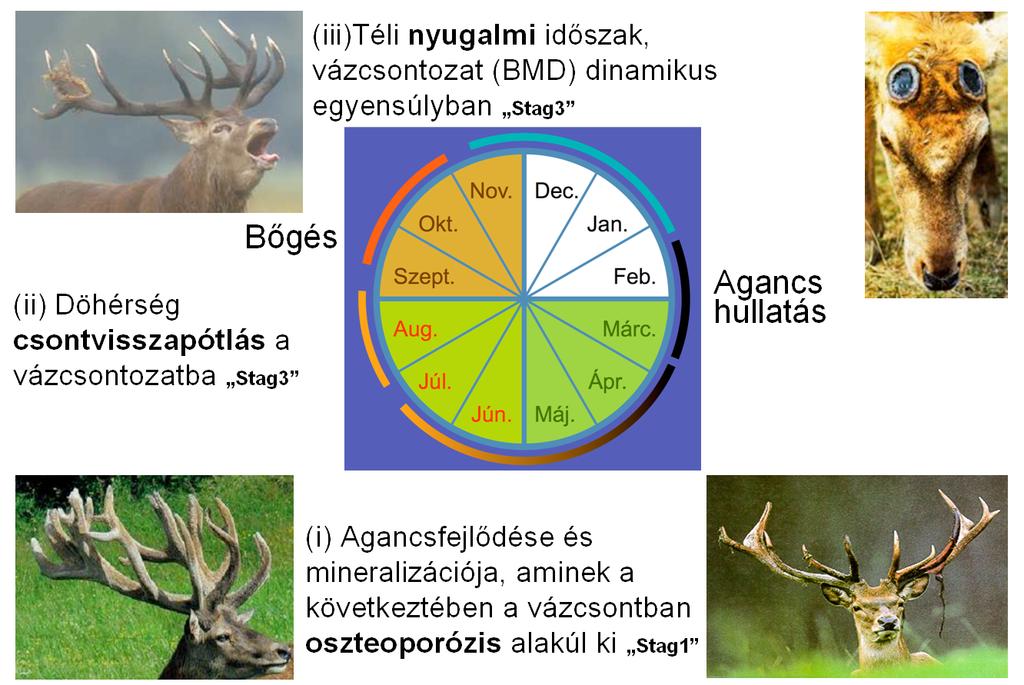 2. ábra: Az agancsfejlődés és a vele kapcsolt ciklikus fiziológiás oszteoporózis éves ciklusa a gímszarvasban Később az ásványi sók a döhérség ideje alatt (július-augusztus) a dús vegetációból