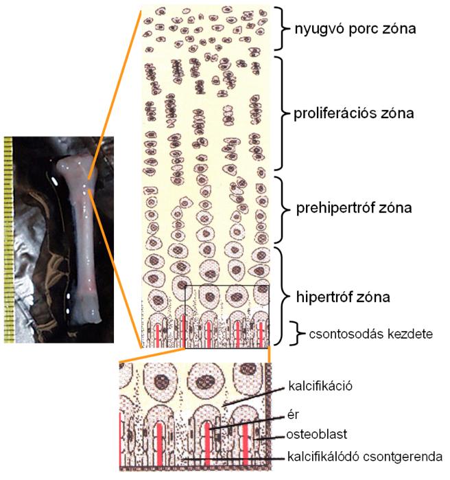 5. ábra: A növekedési porclemez (módosítva Karaplis, 2002 után). Az ábra bal oldalán egy gímszarvas magzat csöves csontja látható.