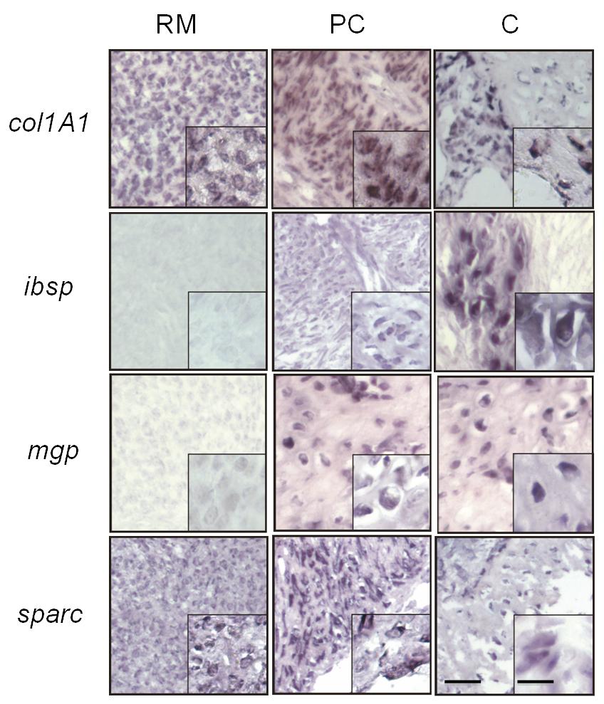 10/A. ábra: A barkás agancs gén expresszióinak térbeli lokalizálása in situ hibridizációval. A vizsgálatok 8 µm vastagságú longitudinális metszeteken történtek.