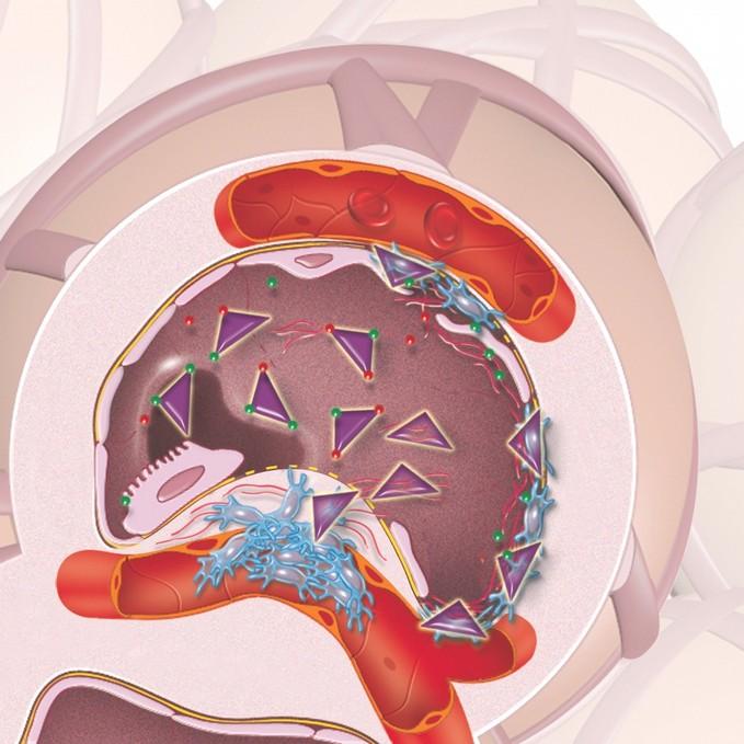 A Pirfenidone antifibrotikus hatása A pirfenidone mérsékli a fibroblast proliferációt1,2 A pirfenidone gátolja a szintézisét és aktivitását a TGF- -nak, a tüdőfibrózis egyik potenciális