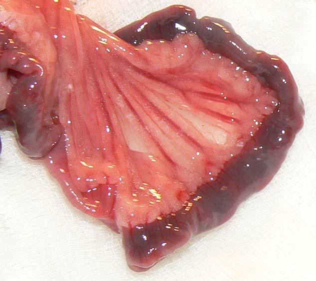 5.2. End-to-side porto-cavalis shunt-ök morphologiai és intraoperativ microcirculatiós vizsgálatai 5.2.1.