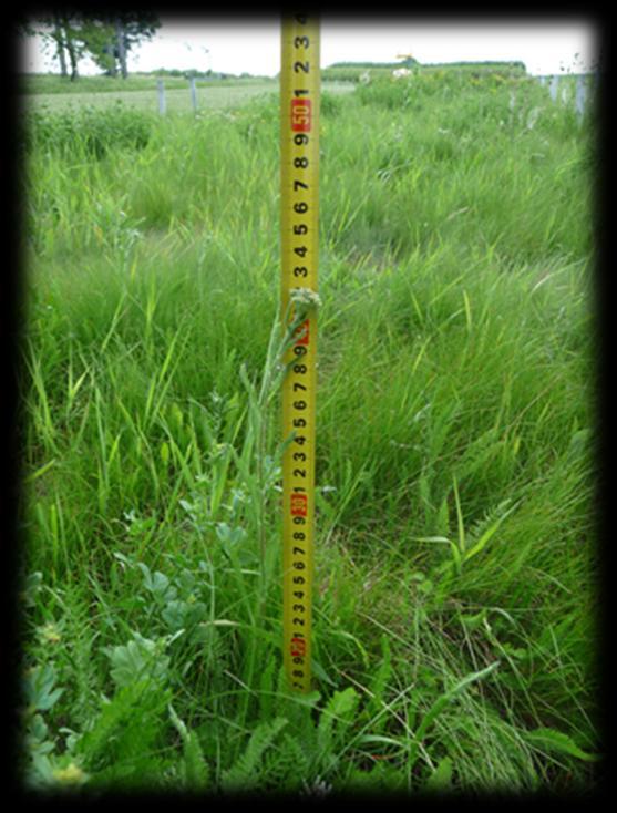 4. Eredmények 22. ábra: A még nyíratlan gyepparcellák növényállománya 2011.05.28-án 23. ábra: A gyep kisülési időszakban (2011.szept.). Magasabb növényállomány a 2.