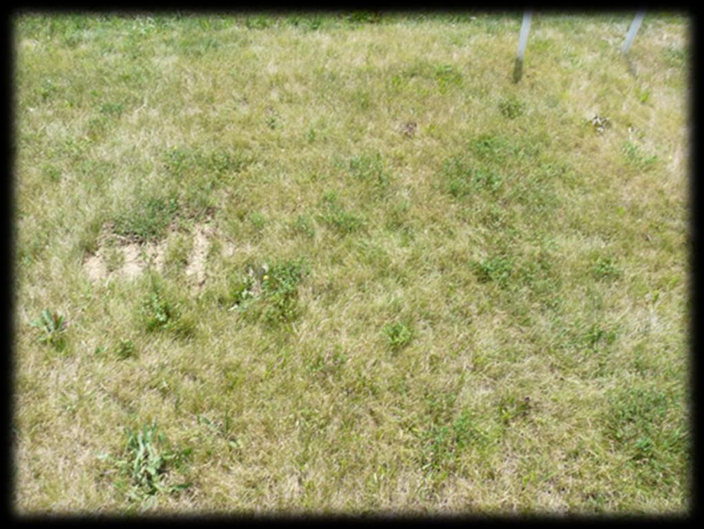 4. Eredmények 24. ábra: Egy évente kétszer nyírott (P4) parcella 2012.