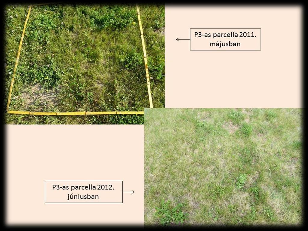 4. Eredmények még a szokatlanul száraz időjárásnak is. Ennek köszönhető a nedvességigényesebb gyomok, mint a Trifolium repens és Medicago lupulina eltűnése is.