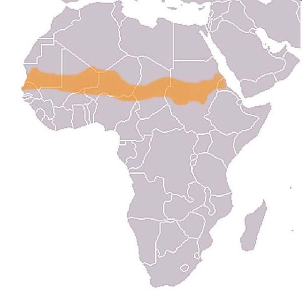 A Száhel-övezet (vagy éhségöv) a Szahara déli részén található.