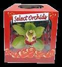 - Yellow Label mini 20x1,5 g, 8967 /kg 25x1,5