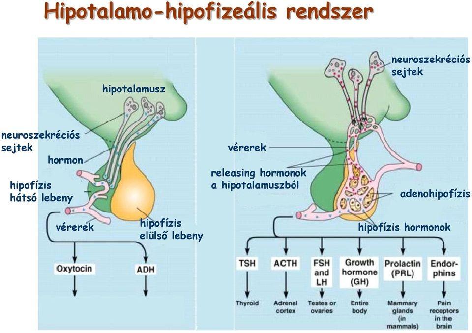 A hipotalamusz szerepe a hipofízis működési