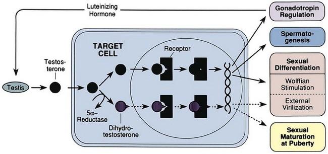 Hatásmechanizmus: Szteroid hormonok ált sejtmagba jutva mrns szintézist indukál. Tesztoszteron egy részét a 3.