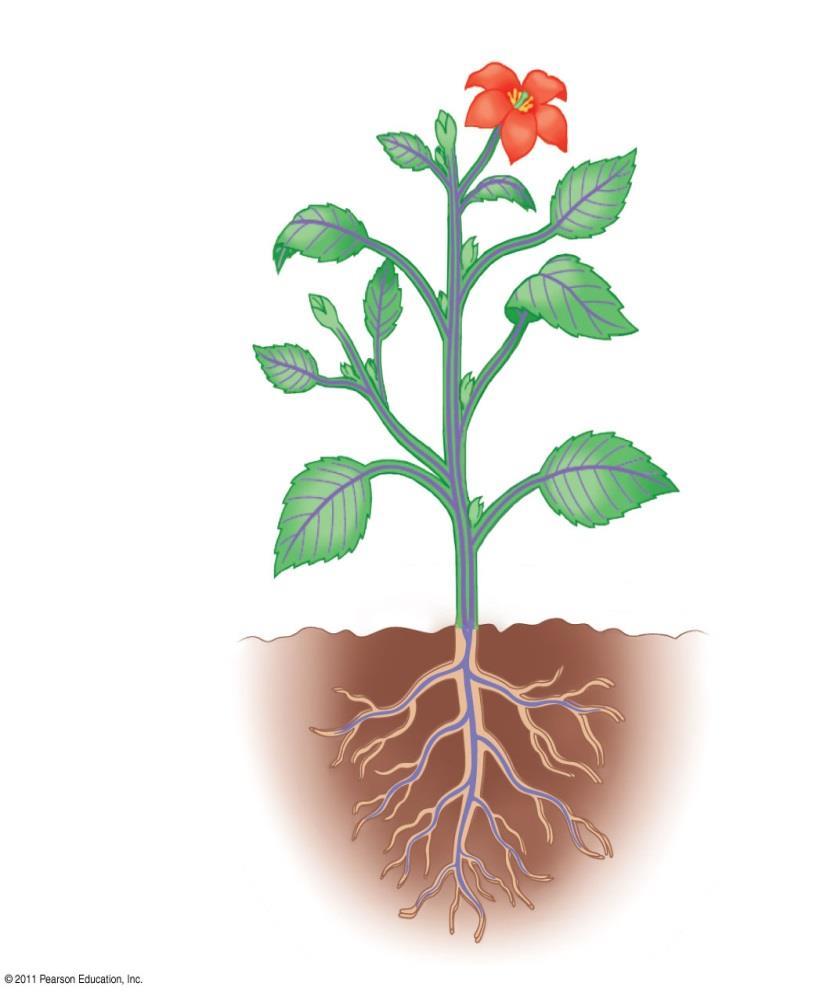 Növényi szervek A növények a szervezetük felépítéséhez nélkülözhetetlen anyagokat a földből és a levegőből nyerik. A szerveik ennek megfelelően alakultak ki.