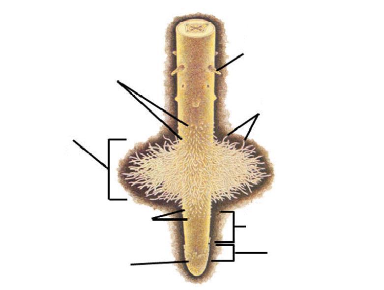 A gyökérzónák régi, elhalt gyökérszőrök elágazási zóna (fejlődő oldalgyökér) szállítási zóna