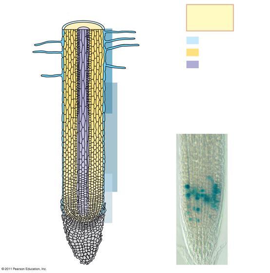 A gyökércsúcs szövetei Kéreg Rhizodermisz Gyökérszőr Sztéle Felszívási zóna Színkulcs Bőrszövet Alapszövet Szállító szövet Megnyúlási zóna Osztódási zóna