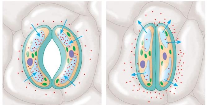Gázcserenyílások működése A zárósejtek bab alakúak, turgor csökkenésekor a hasi oldalak közelednek egymáshoz és a légrés bezárul. A turgor változása a K + aktív transzportjának következménye.