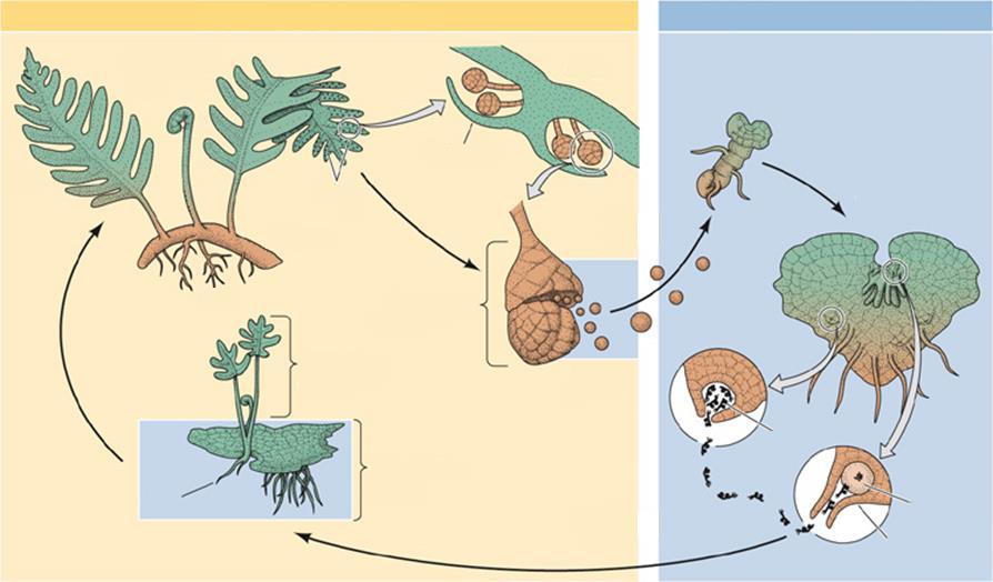 Polypodium vulgare (édesgyökerű páfrány) Haplo-diplonta Diploid sporofita nemzedék Haploid gametofita nemzedék Sporofita Spóra csírázás Levél