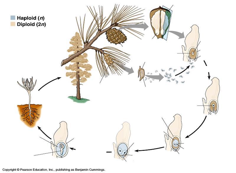 Pinus (fenyő) - Haplo-diplonta Sporofillum Érett sporofita termős toboz Makrosporangium (magkezdemény)