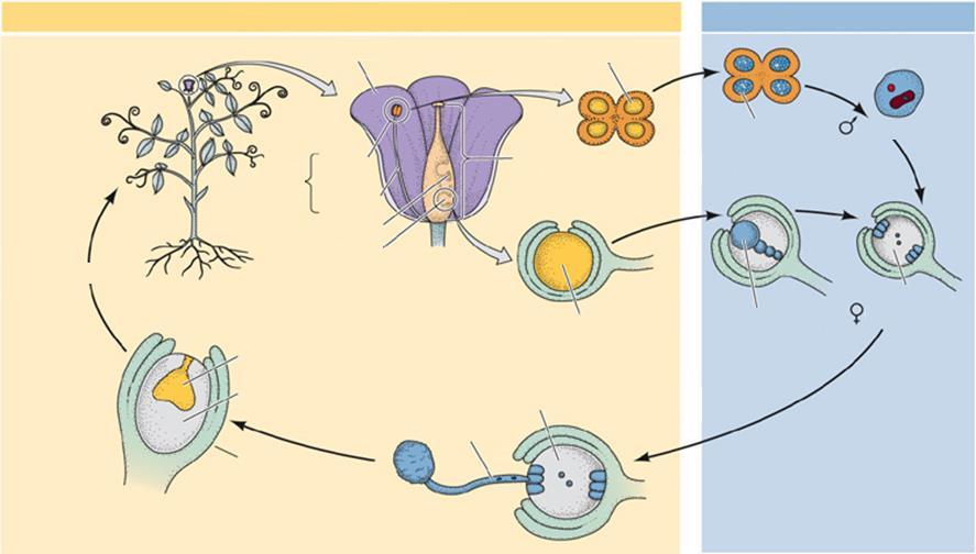 Haplo-diplonta nemzedékváltakozás Diploid sporofita nemzedék Haploid gametofita nemzedék szirmok virág mikrosporangium pollen sporofita mikrospórák gametofita porzó portok