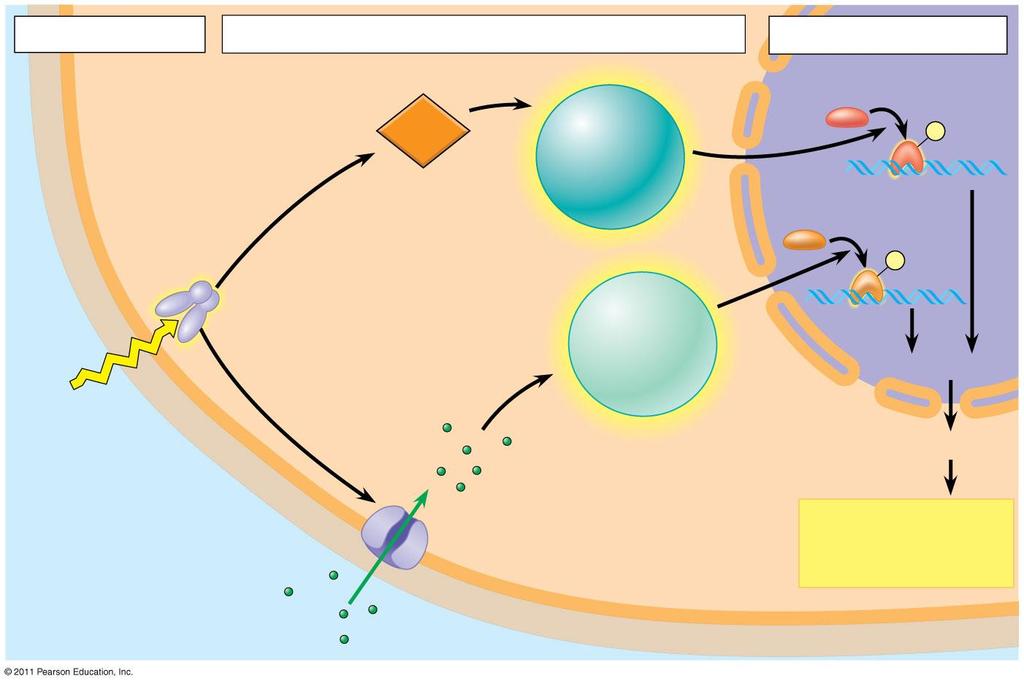 A fitokrómok működése 1 Recepció 2 Transzdukció (jelátvitel) 3 Reakció CITOPLAZMA plazma membrán Fitokróm cgmp másodlagos hírvivő protein kináz 1 transzkripciós