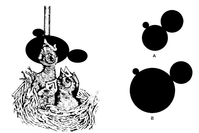 Öröklött mozgásmintázat (ÖMM) és kulcsinger Több jelleg alapján leírható kulcsinger konfigurációs kulcsinger Fekete rigó Mi váltja ki a tátogást? Hol a tojó feje?