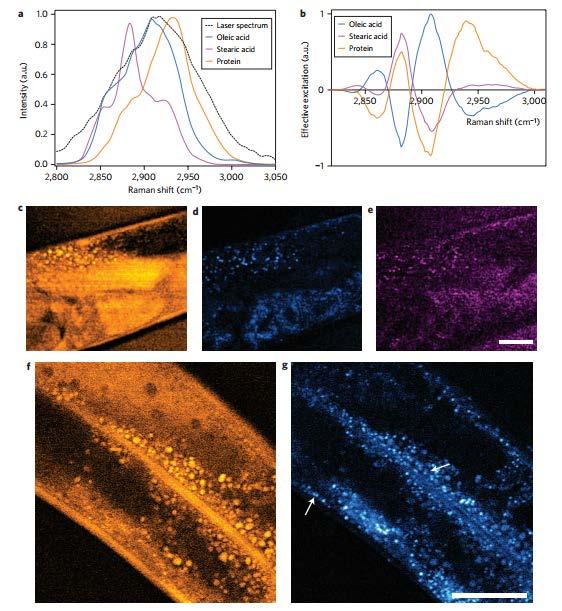 Liao et al. Sci. Adv.