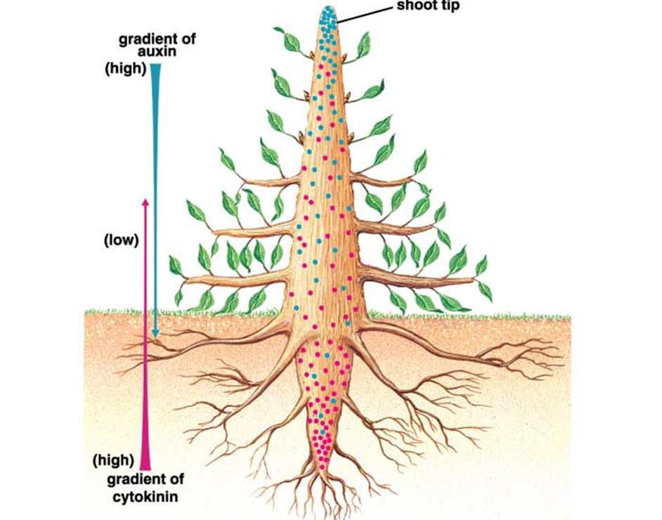 AZ AUXIN Magas auxin/citokinin arány: gyökérképződés Átmeneti