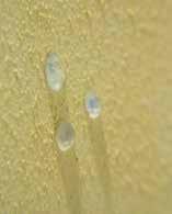 GeoLite MicroSilicato forradalmi geofesték, amely szilikátos jellegű geoaktív mikrorészecskéket tartalmaz: ezek képesek behatolni a pórusokba, és a beton cementes alapstruktúrájának intersztíciós